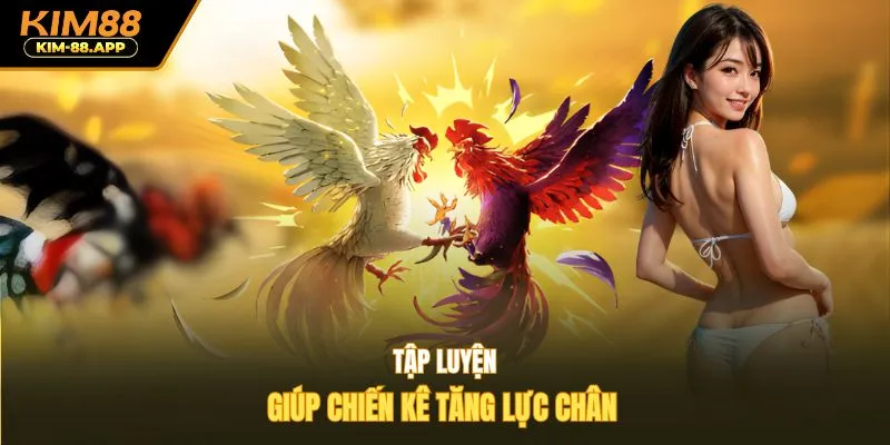 Tập luyện giúp chiến kê tăng lực chân